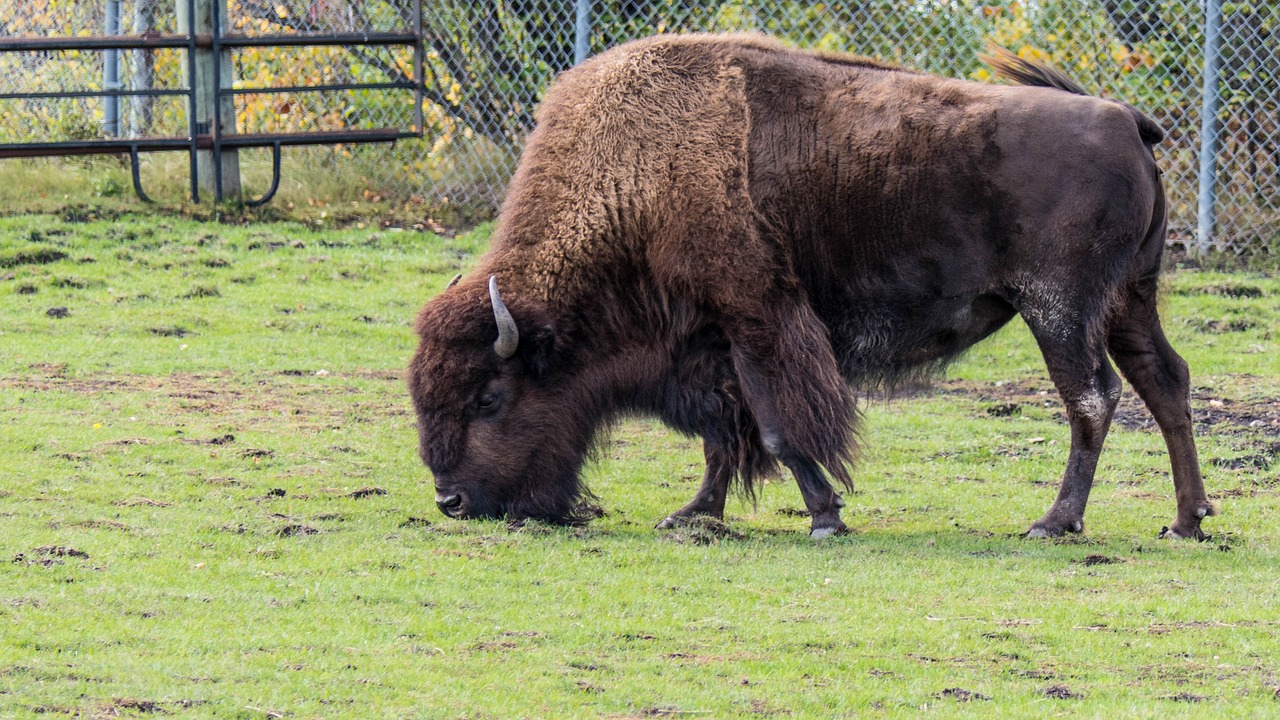 ManitobaHeld_2019
